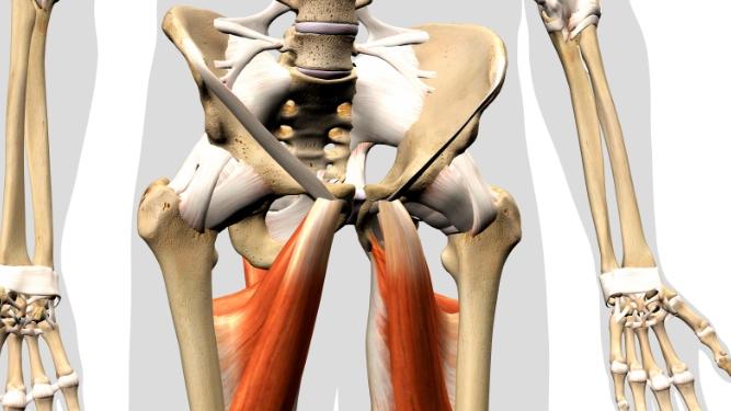 Hip Adductor Muscles Pain