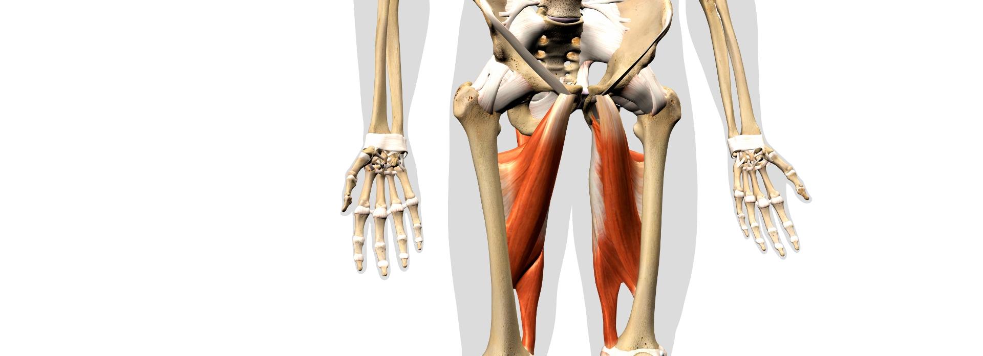 Hip Adductor Muscles Pain