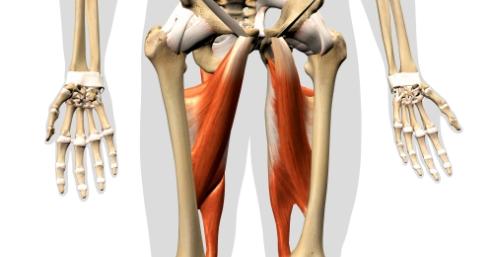Hip Adductor Muscles Pain