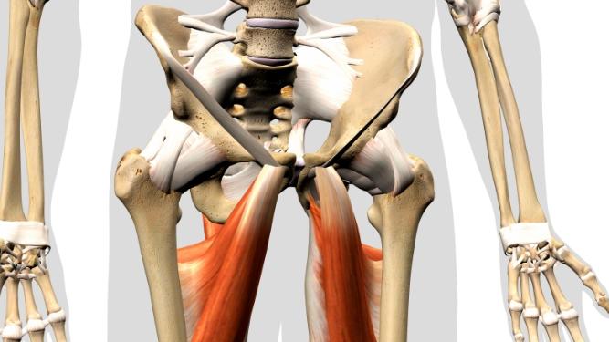 Hip Adductor Muscles Pain